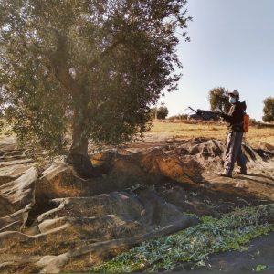 Olive oil tour Madrid