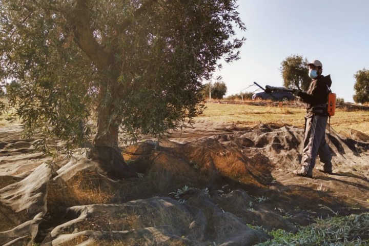 Olive oil tour Madrid