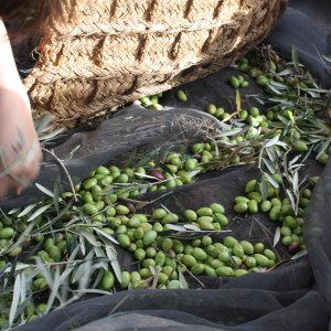 Olive oil tour Madrid