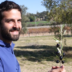 Olive oil tour Madrid