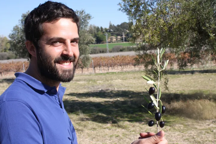 Olive oil tour Madrid