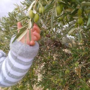 Olive oil tour Madrid