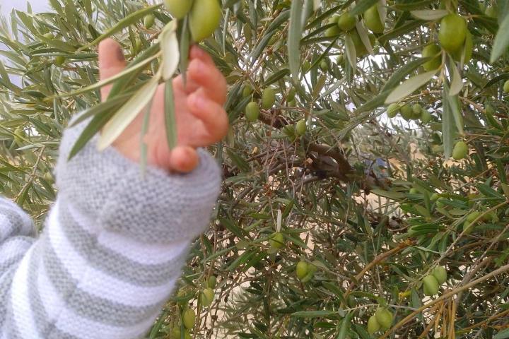 Olive oil tour Madrid