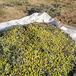 Olive oil tour Madrid