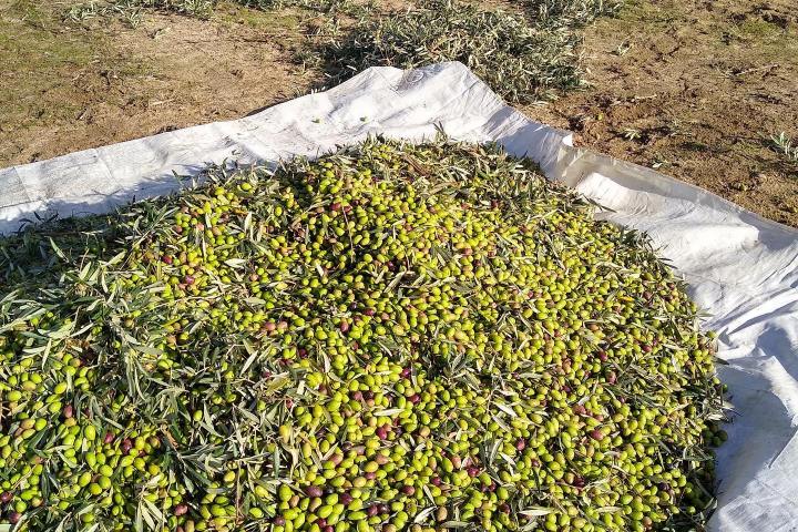 Olive oil tour Madrid