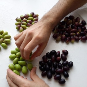 Olive oil tour Madrid