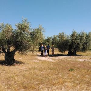 Olive oil tour Madrid