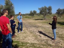 Olive oil tour Madrid