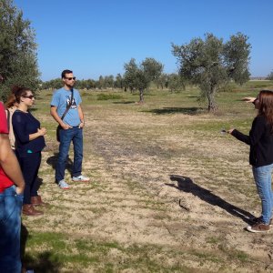 Olive oil tour Madrid