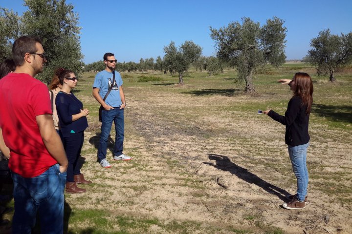 Olive oil tour Madrid