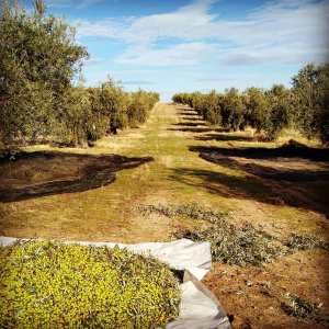Olive oil tour Madrid