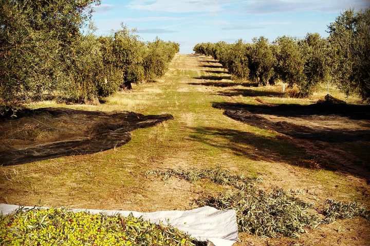 Olive oil tour Madrid
