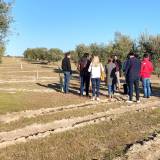 Olive oil tour Madrid