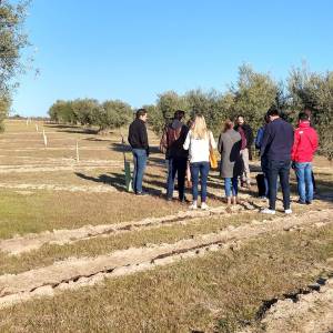 Olive oil tour Madrid