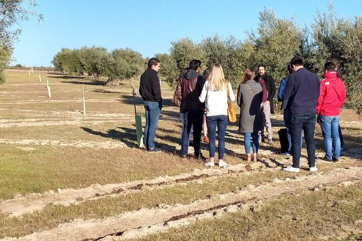 Olive oil tour Madrid