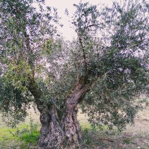 Olive oil tour Madrid