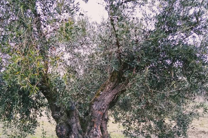 Olive oil tour Madrid