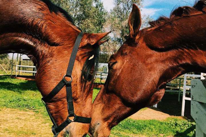 Horseback riding in Seville