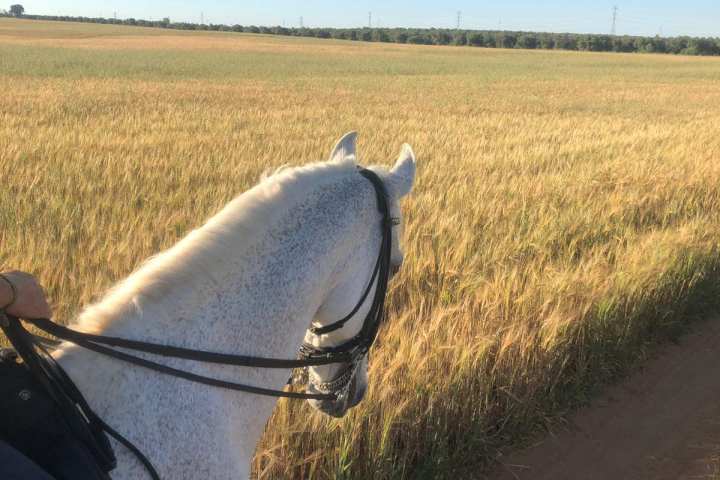 Horseback riding in Seville