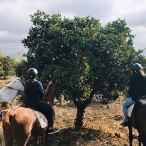 Horseback riding in Seville