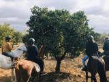 Horseback riding in Seville