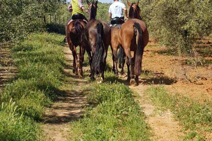 Horseback riding in Seville