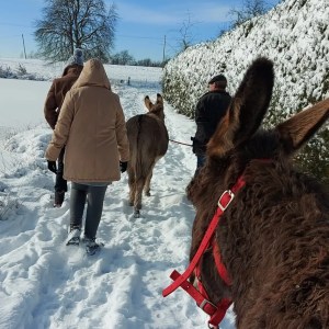 Donkey & Shepherd's tour in France