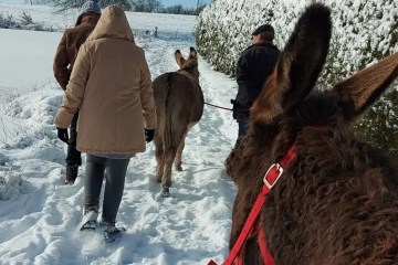 Donkey & Shepherd's tour in France
