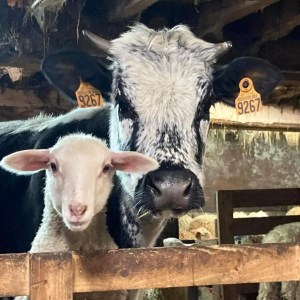 Donkey & Shepherd's tour in France