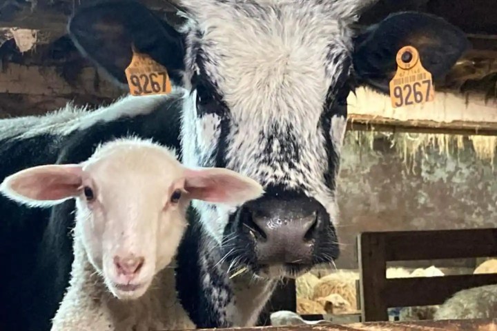 Donkey & Shepherd's tour in France