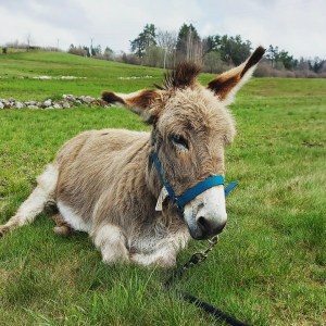 Donkey & Shepherd's tour in France