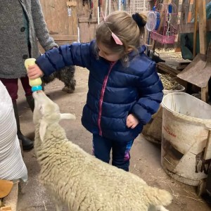 Donkey & Shepherd's tour in France