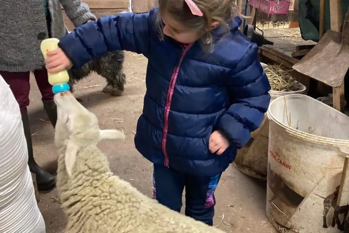 Donkey & Shepherd's tour in France