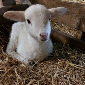 Donkey & Shepherd's tour in France