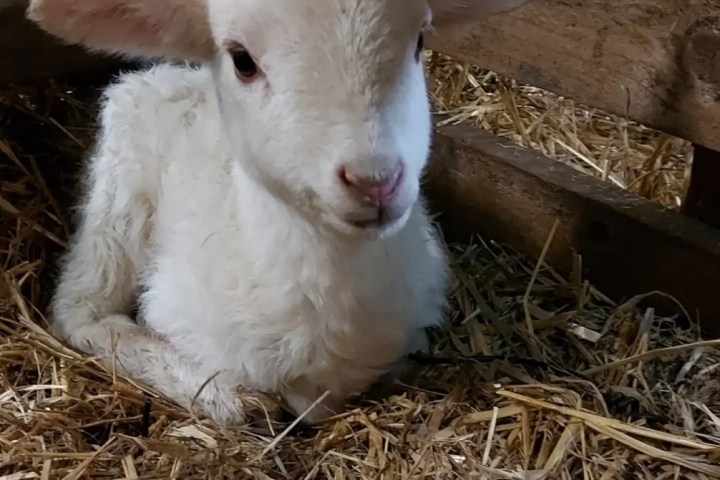 Donkey & Shepherd's tour in France