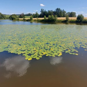 Donkey & Shepherd's tour in France