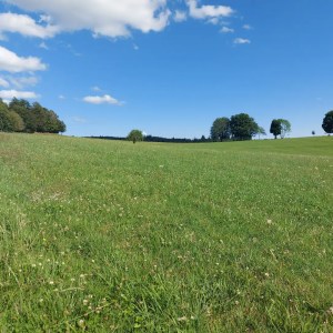 Donkey & Shepherd's tour in France