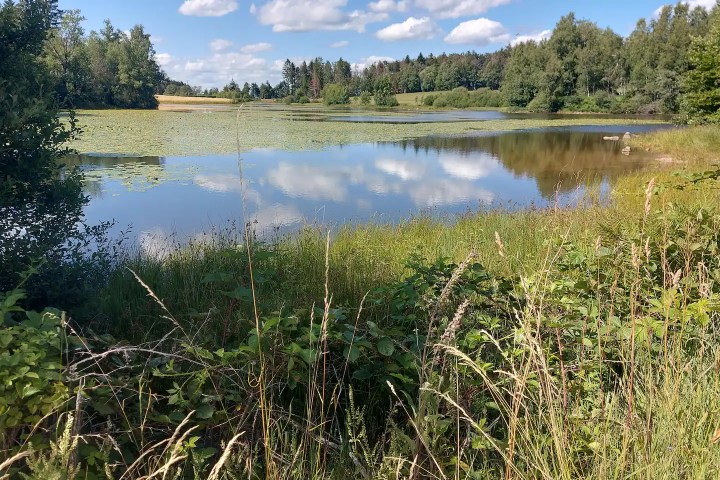 Donkey & Shepherd's tour in France