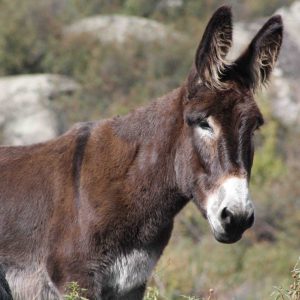 donkey farm tour madrid