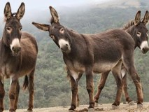 donkey farm tour madrid