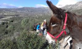 donkey farm tour madrid