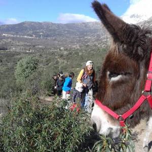 donkey farm tour madrid