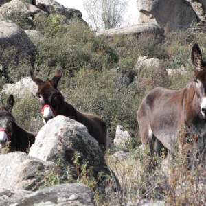 donkey farm tour madrid
