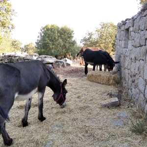 donkey farm tour madrid