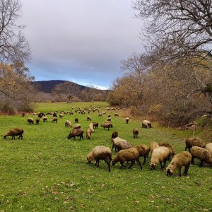 Farm tour in Madrid