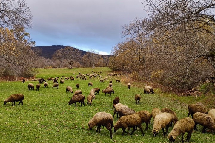 Farm tour in Madrid