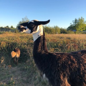 Llama Farm Tour