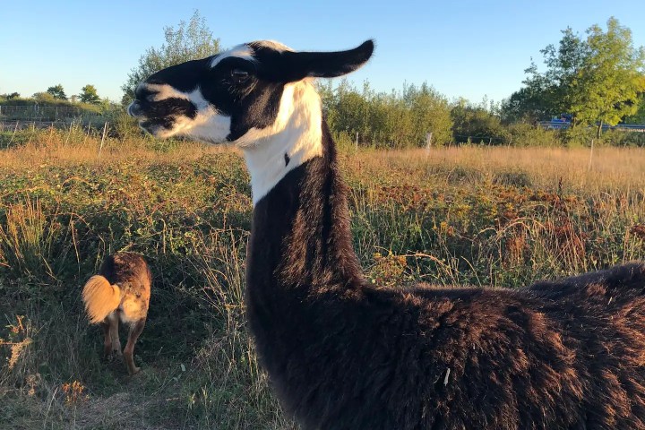 Llama Farm Tour
