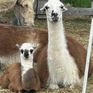Llama Farm Tour