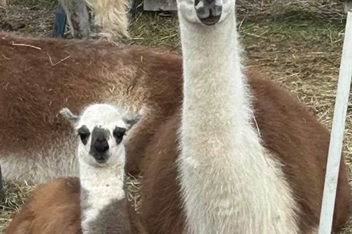 Llama Farm Tour